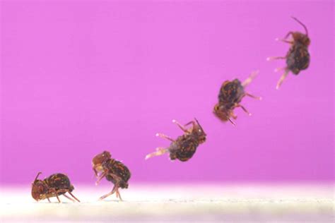 reddit home office|Backflipping springtails are the fastest spinners known .